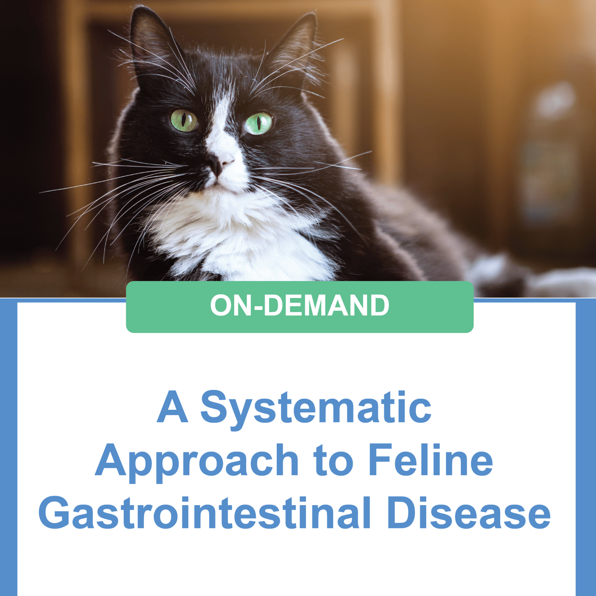 [Webinar] A Systematic Approach to Feline Gastrointestinal Disease - Feline Gastrointestinal Disease Treatment